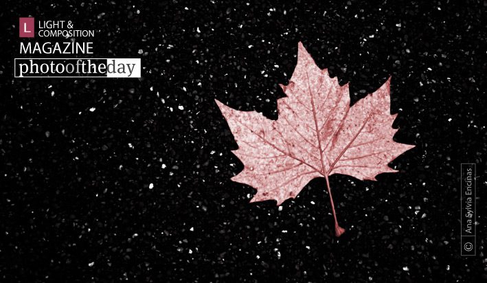 Even if I Fall, I´ll Shine by Ana Sylvia Encinas - Still Life Photography, Award Winning Photography, Photo of the Day, Ana Sylvia Encinas, Photography Awards