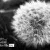 Make a Wish! by Anubhav Jain - Close-up Photography, Photography Awards, Photo of the Day, Art Photography, Photography Education