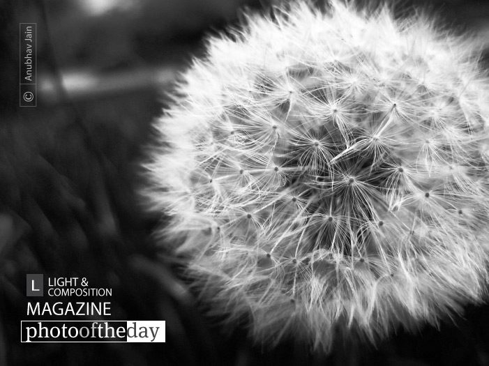 Make a Wish! by Anubhav Jain - Close-up Photography, Photography Awards, Photo of the Day, Art Photography, Photography Education
