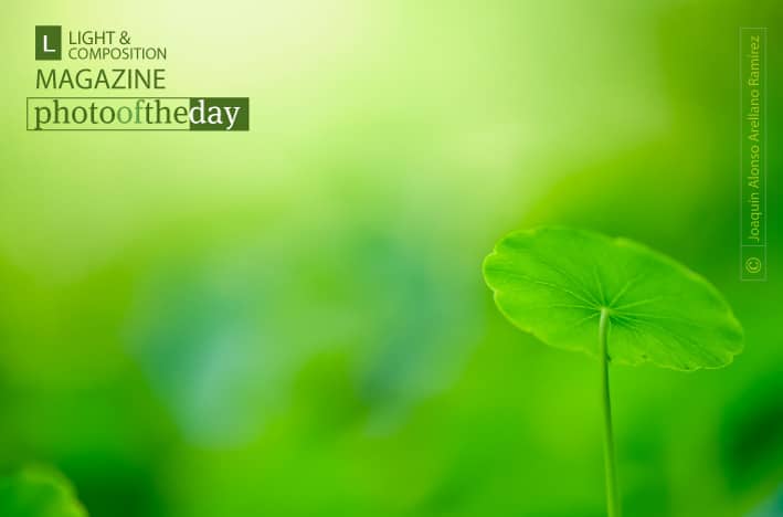Umbrella, by Joaquín Alonso Arellano Ramírez - Photography Award, Color Photography, Macro Photography, Photo of the Day, Nature Photography