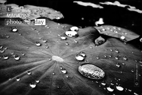 Lily Drops, by Anubhav Jain - Artistic Photography, Macro Photography, Photo of the Day, Photography Awards, Light & Composition