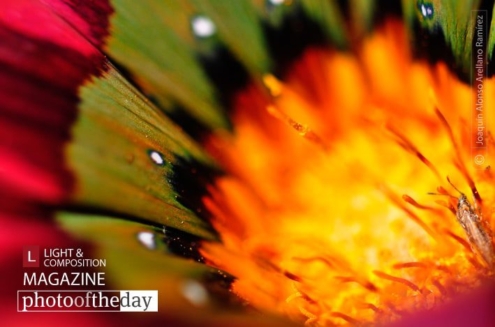 Deep into the Core, by Joaquín Alonso Arellano Ramírez - Close-up Photography, Macro Photography, Photo of the Day, Photography Awards, Nature Photography