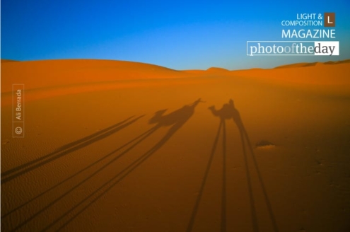 Camel Since 1913, by Ali Berrada - Adventure Photography, Photojournalism,  Ali Berrada, Photography Awards, Photo of the Day