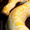 Albino Python, by Kurien Koshy Yohannan - Wildlife Photography, Albino Python, Photo of the Day, Photography Awards, Nature Photography