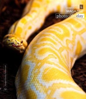 Albino Python, by Kurien Koshy Yohannan - Wildlife Photography, Albino Python, Photo of the Day, Photography Awards, Nature Photography