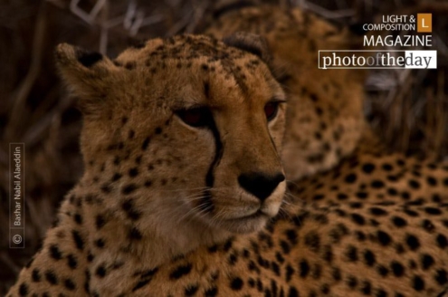 Cheetah's on the Lookout, by Bashar Alaeddin - Wildlife Photography, Photojournalism, Nature Photography, Cheetah Photography, Photography Awards