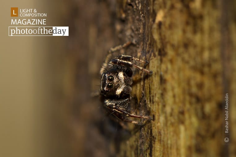 Posing Spider, by Bashar Alaeddin - Close-up Photography, Macro Photography, Wildlife Photography, Photo of the Day, Photography Awards