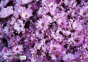 Heaven's Bed, by Tathagata Das