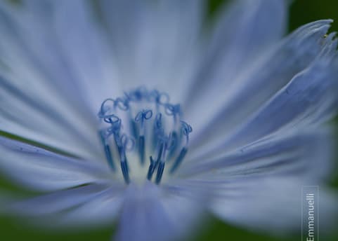 Blue Flower, by Orlando J Emmanuelli - Close-up Photography, Nature Photography, Photojournalism, Photography Awards, Online Photography Courses