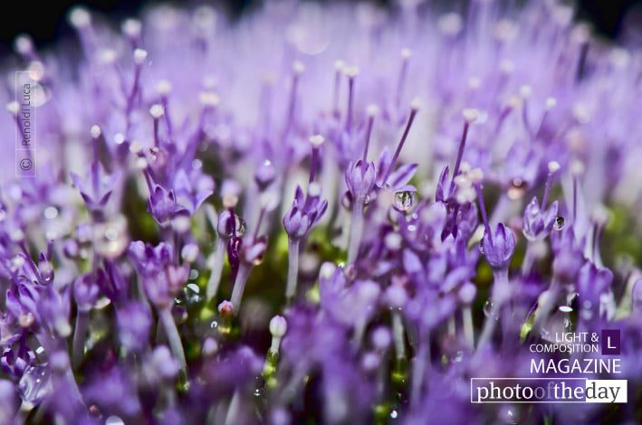 Microflowers, by Luca Renoldi - Close-up Photography, Award Winning Photography, Photo of the Day, Macro Photography, Luca Renoldi