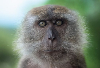 Female Macaque, by Shamma Esoof