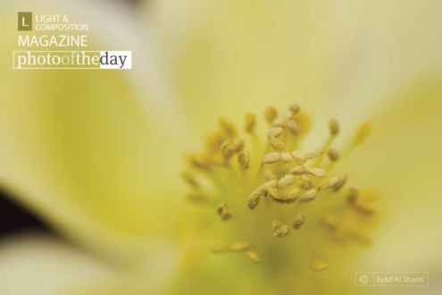 In Your Face, by Eyad Al Shami - Macro Photography, Close-up Photography, Photo of the Day, Nature Photography, Award Winning Photography