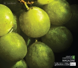 Grape, by Luca Renoldi