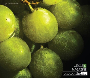 Grape, by Luca Renoldi - Close-up Photography, Photo of the Day, Photography Awards, Art Photography,  Luca Renoldi
