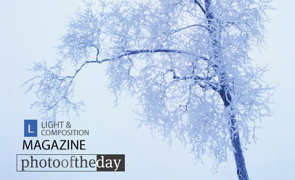 Winter Day, by Ronnie Glover - Nature Photography, Photojournalism, Photography Awards, Online Photography Courses, Art Photography