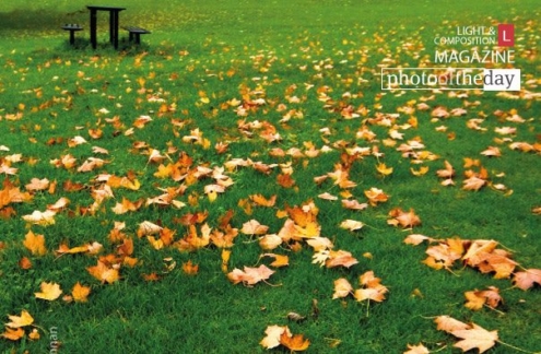 Strewn, by Kurien Koshy Yohannan - Nature Photography, Photography Awards, Photo of the Day,  Art Photography, Online Photography Courses