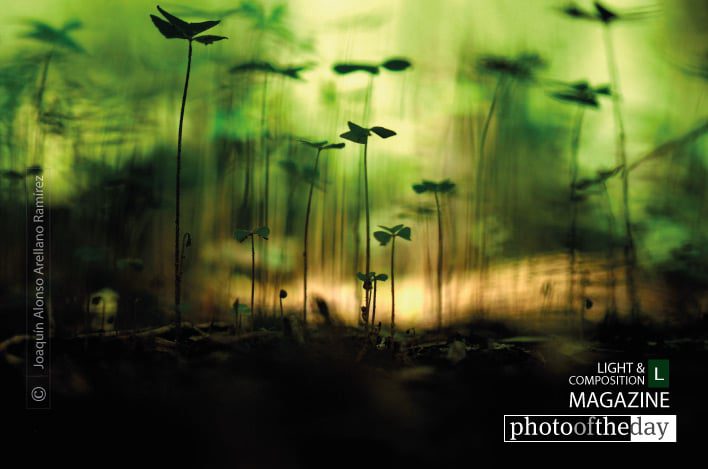 Jungle, by Joaquín Alonso Arellano Ramírez - Close-up Photography, Macro Photography, Photo of the Day, Photography Awards, Light & Composition University