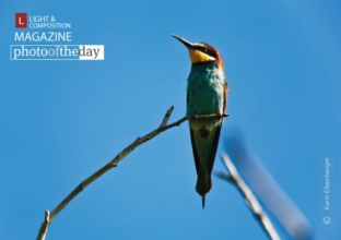 Bee Eater, by Karin Eibenberger