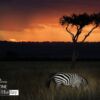 Sunset in Maasai Land, by Orhan Aksel - Wildlife Photography, Photojournalism,  Sunset Photography, Maasai Mara,  Award Winning Photography