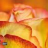 Rose, by Luca Renoldi - Close-up Photography, Photo of the Day, Photography Awards, Art Photography, Luca Renoldi