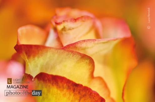 Rose, by Luca Renoldi - Close-up Photography, Photo of the Day, Photography Awards, Art Photography, Luca Renoldi