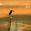 Wildlife Photography, Photo of the Day, Photography Award, Kingfisher Photography, Nature Photography – Into The Orange Sea, by Tamal Debnath Into The Orange Sea, by Tamal Debnath - Wildlife Photography, Photo of the Day, Photography Award, Kingfisher Photography, Nature Photography
