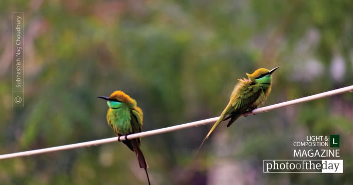So Vibrant, by Subhashish Nag Choudhury - Color Photography, Photo of the Day, Bird Photography, Art Photography, Photography Awards