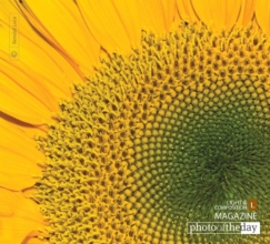 Sunflower, by Luca Renoldi