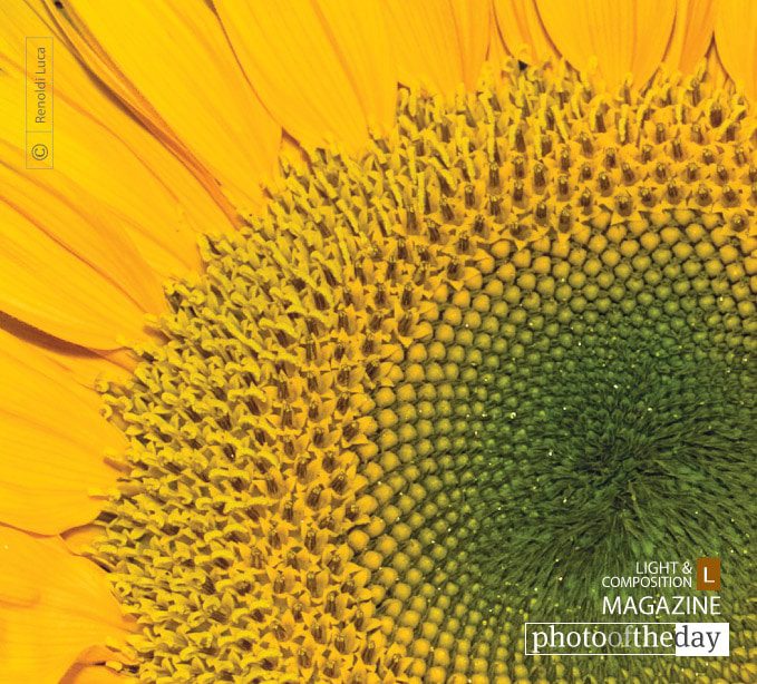 Sunflower, by Luca Renoldi - Sunflower, Close-up Photography, Photo of the Day, Photography Awards, Art Photography