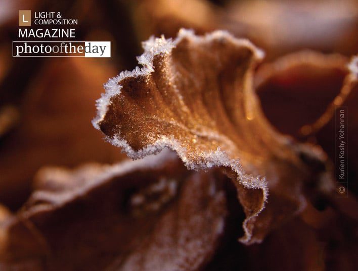 Frost, by Kurien Koshy Yohannan - Close-up Photography, Nature Photography, Photo of the Day, Award Winning Photography, Photography Awards