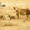 Lioness and Cubs, by Gabriele Ferrazzi - Wildlife Photography, Photojournalism, Nature Photography, Gabriele Ferrazzi, Photo of the Day