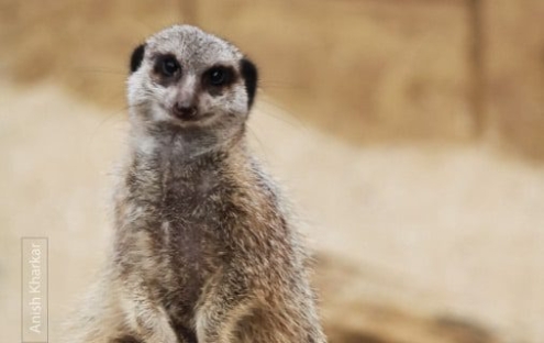 The Poser, by Anish Kharkar - Wildlife Photography, Photo of the Day, Photography Awards, Nature Photography, Anish Kharkar