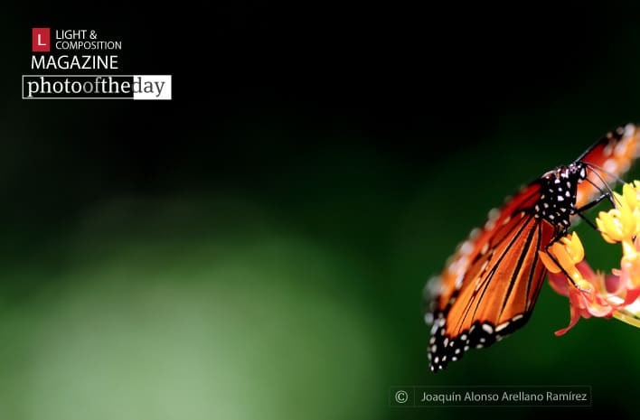 Traveler, by Joaquín Alonso Arellano Ramírez - Close-up Photography, Nature Photography, Photo of the Day, Photography Awards, Macro Photography