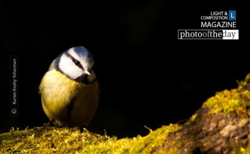 Blue Tit, by Kurien Koshy Yohannan - Wildlife Photography, Nature Photography, Photo of the Day, Blue Tit, Photography Awards
