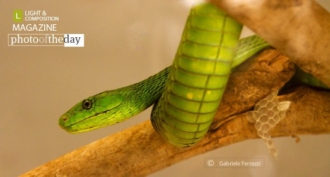 Mamba, by Gabriele Ferrazzi