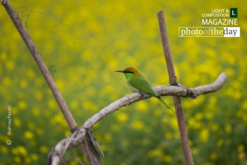 Cute Little Green Bee Eater, by Shahnaz Parvin - Wildlife Photography, Photojournalism, Photography Awards, Photo of the Day, Documentary Photography