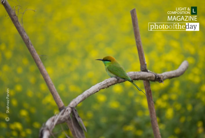 Cute Little Green Bee Eater, by Shahnaz Parvin - Wildlife Photography, Photojournalism, Photography Awards, Photo of the Day, Documentary Photography