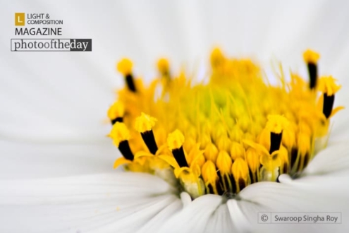 On a White Cushion, by Swaroop Singha Roy - Close-up Photography, Macro Photography, Photography Awards, Photo of the Day, Light & Composition