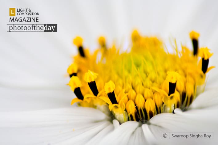 On a White Cushion, by Swaroop Singha Roy - Close-up Photography, Macro Photography, Photography Awards, Photo of the Day, Light & Composition