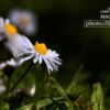 Photographing Daisy, by Kurien Koshy Yohannan - Nature Photography, Flower Photography, Macro Photography, Photo of the Day, Photography Tips