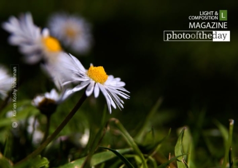 Photographing Daisy, by Kurien Koshy Yohannan - Nature Photography, Flower Photography, Macro Photography, Photo of the Day, Photography Tips