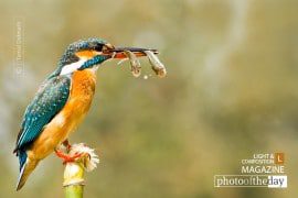 Double Trouble, by Tamal Debnath - Wildlife Photography, Nature Photography, Photo of the Day, Photography Awards, Online Photography Courses