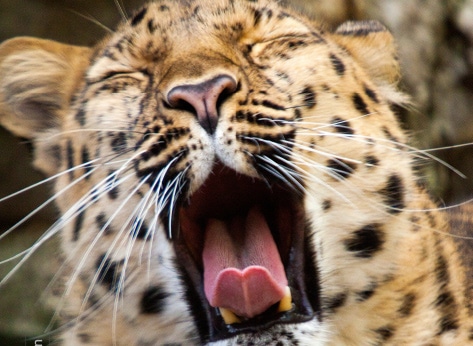 Yaawwnnn..., by Kurien Koshy Yohannan - Wildlife Photography, Photo of the Day, Photography Awards, Nature Photography, Online Photography Courses