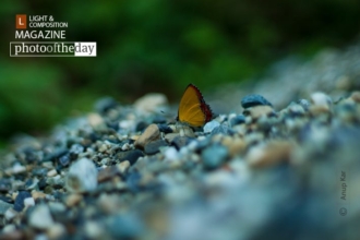 Purple Sapphire, by Anup Kar