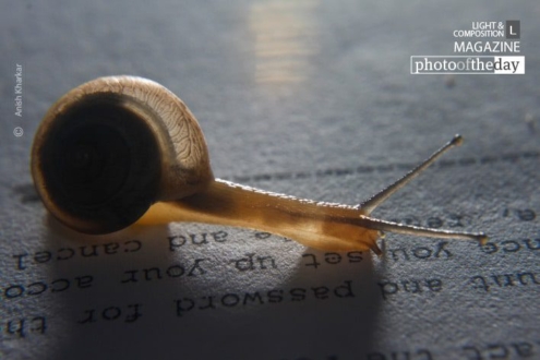 The Slow Reader, by Anish Kharkar - Conceptual Photography, Photo of the Day, Photography Award, Anish Kharkar, Award Winning Photography