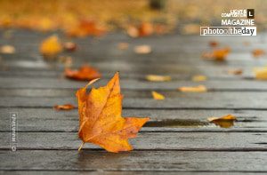 Autumn Leaf, by Munish Singla - Nature Photography, Autumn Photography, Photo of the Day, Photography Awards, Landscape Photography