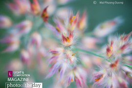 Photo of the Month | 24th Month - Photo of the Month, Photography Awards, Photojournalism, Art Photography, Online Photography Courses