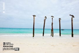Wildlife Photography, Photo of the Day, Photography Awards, Pelicans, Nature Photography – Pelicans Resting, by Rabih Madi Pelicans Resting, by Rabih Madi - Wildlife Photography, Photo of the Day, Photography Awards, Pelicans, Nature Photography