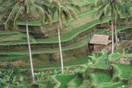 Tegalalang Rice Field, by Minh Nghia Le - Travel Photography, Award Winning Photography, Bali Photography, Photo of the Day, Rice Terraces