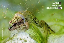 Hasankeyf Frog by Mehmet Masum Suer - Photojournalism, Photo of the Day,  Environmental Photography, Mehmet Masum Suer, Art Photography